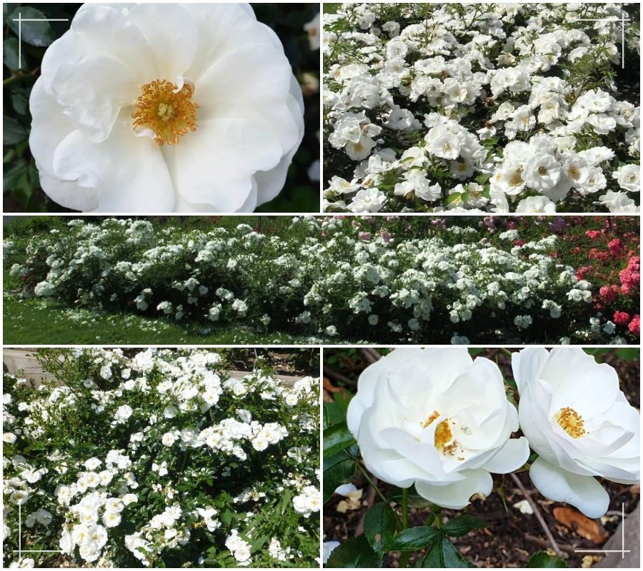 Innocencia róża okrywowa